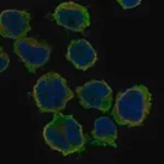 Merck Anti-GABRG1 antibody produced in rabbit