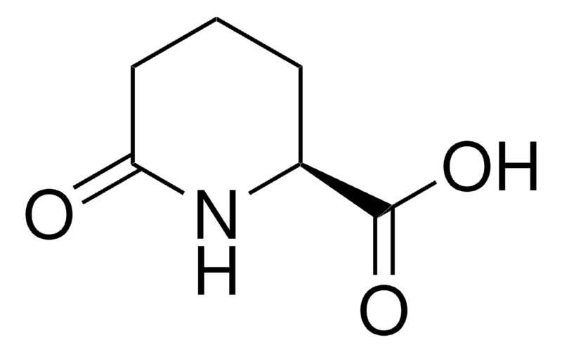 Merck (S)-6-Oxo-2-piperidinecarboxylic acid