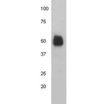 Thermo Fisher Scientific Mouse anti-Human IgG (Heavy Chain) Secondary Antibody
