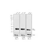 Thermo Fisher Scientific Goat anti-Mouse IgG (H+L) Cross-Adsorbed Secondary Antibody, Biotin