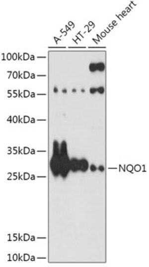 Merck ANTI-NQO1 ANTIBODY PRODUCED IN RABBIT