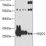Merck ANTI-NQO1 ANTIBODY PRODUCED IN RABBIT