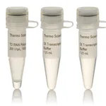 Thermo Fisher Scientific T3 RNA Polymerase, HC (≥100 U/μL)