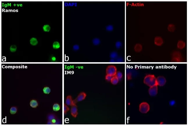 Thermo Fisher Scientific Goat anti-Human IgM (Heavy chain) Cross-Adsorbed Secondary Antibody, Alexa Fluor 488