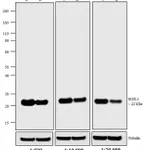Thermo Fisher Scientific F(ab`)2-Goat anti-Mouse IgG (H+L) Highly Cross-Adsorbed Secondary Antibody, Biotin
