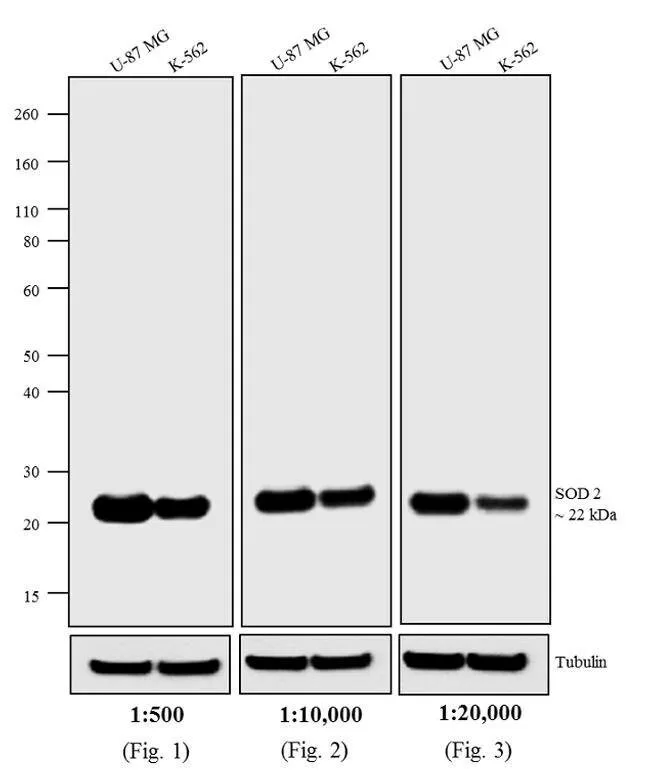 Thermo Fisher Scientific F(ab`)2-Goat anti-Mouse IgG (H+L) Highly Cross-Adsorbed Secondary Antibody, Biotin