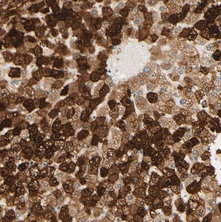 Merck Anti-IER3IP1 antibody produced in rabbit