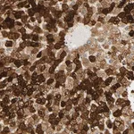Merck Anti-IER3IP1 antibody produced in rabbit