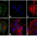 Thermo Fisher Scientific Rabbit anti-Mouse IgG Fc Secondary Antibody, FITC
