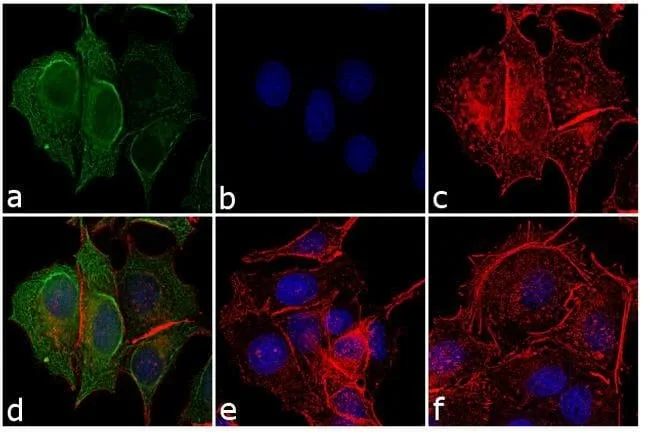 Thermo Fisher Scientific Rabbit anti-Mouse IgG Fc Secondary Antibody, FITC