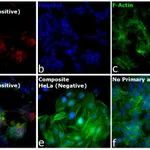 Thermo Fisher Scientific Goat anti-Mouse IgG (H+L) Cross-Adsorbed Secondary Antibody, Alexa Fluor 532