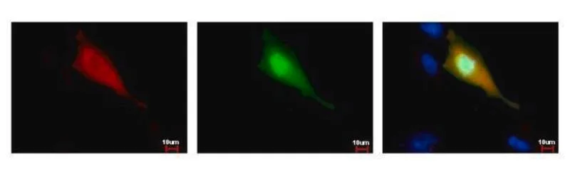 Merck Monoclonal Anti-Strep Tag antibody produced in mouse