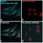 Thermo Fisher Scientific Goat anti-Rabbit IgG (Heavy chain) Superclonal Secondary Antibody, Alexa Fluor Plus 405