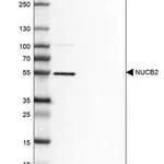 Merck Anti-NUCB2 antibody produced in rabbit