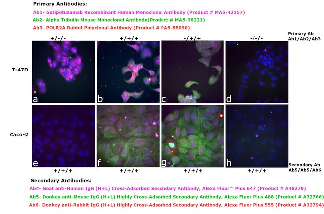Thermo Fisher Scientific Goat anti-Human IgG (H+L) Cross-Adsorbed Secondary Antibody, Alexa Fluor Plus 647