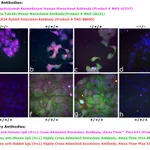 Thermo Fisher Scientific Goat anti-Human IgG (H+L) Cross-Adsorbed Secondary Antibody, Alexa Fluor Plus 647