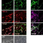 Thermo Fisher Scientific Goat anti-Mouse IgG (H+L) Cross-Adsorbed Secondary Antibody, Alexa Fluor 635