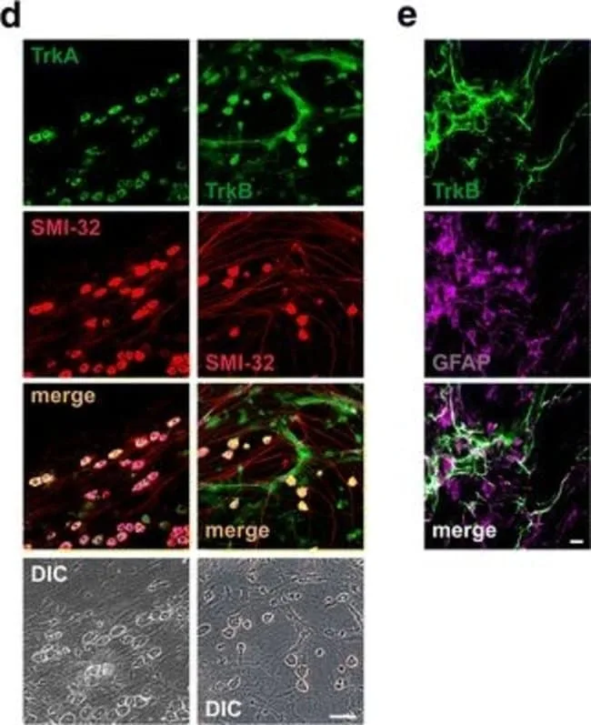 Thermo Fisher Scientific Goat anti-Mouse IgG (H+L) Cross-Adsorbed Secondary Antibody, Alexa Fluor 635