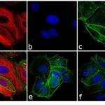Thermo Fisher Scientific Goat anti-Mouse IgG Fc Cross-Adsorbed Secondary Antibody, APC