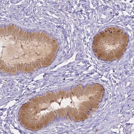 Merck Anti-HSPA12A antibody produced in rabbit