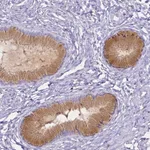 Merck Anti-HSPA12A antibody produced in rabbit