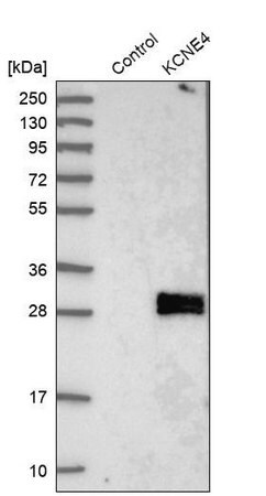 Merck Anti-KCNE4 antibody produced in rabbit