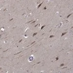 Merck ANTI-B3GAT1 ANTIBODY PRODUCED IN RABBIT
