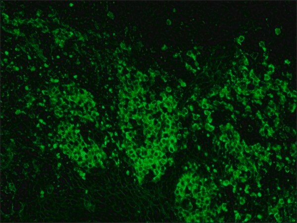 Merck Anti-Goat IgG (whole molecule)-FITC antibody produced in rabbit