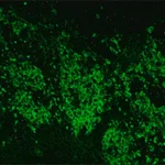 Merck Anti-Goat IgG (whole molecule)-FITC antibody produced in rabbit