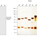 Thermo Fisher Scientific Mouse anti-Human IgG1 Secondary Antibody