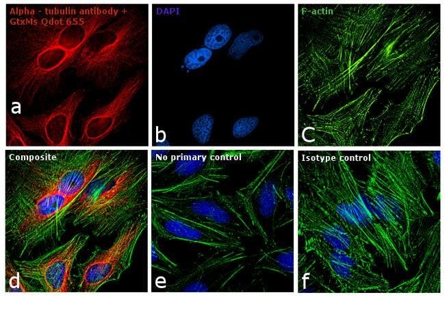 Thermo Fisher Scientific F(ab`)2-Goat anti-Mouse IgG (H+L) Secondary Antibody, Qdot 655