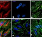 Thermo Fisher Scientific F(ab`)2-Goat anti-Mouse IgG (H+L) Secondary Antibody, Qdot 655