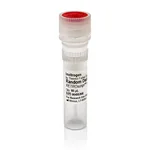 Thermo Fisher Scientific Random Decamers (50 μM)