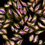 Thermo Fisher Scientific Donkey anti-Rat IgG (H+L) Highly Cross-Adsorbed Secondary Antibody, Alexa Fluor Plus 555