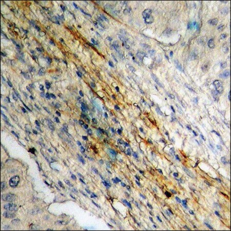 Merck Anti-phospho-Caldesmon (pSer789) antibody produced in rabbit