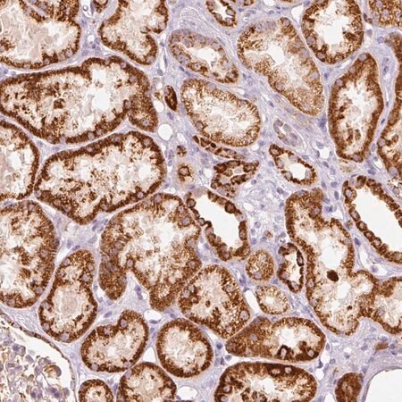 Merck Anti-MTHFD2 antibody produced in rabbit