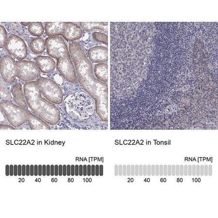 Merck Anti-SLC22A2 antibody produced in rabbit
