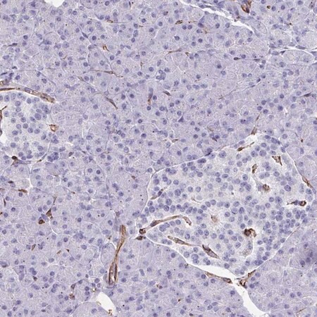 Merck Anti-SLC35B1 antibody produced in rabbit