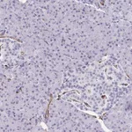 Merck Anti-SLC35B1 antibody produced in rabbit