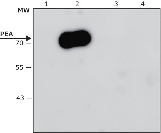 Merck Anti-Pseudomonas aeruginosa Exotoxin A antibody, Mouse monoclonal