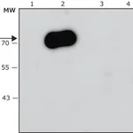 Merck Anti-Pseudomonas aeruginosa Exotoxin A antibody, Mouse monoclonal
