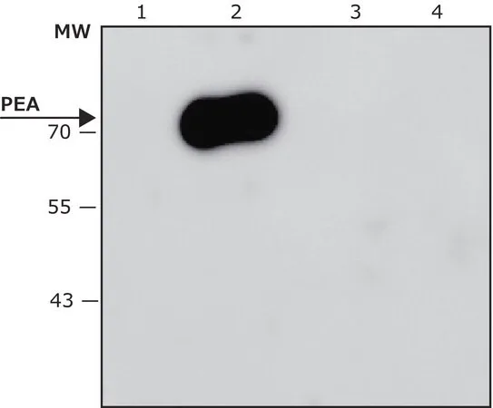 Merck Anti-Pseudomonas aeruginosa Exotoxin A antibody, Mouse monoclonal