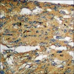 Merck Anti-phospho-IKK-alpha/beta (pSer180/181) antibody produced in rabbit