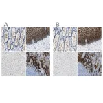 Merck Anti-DSC2 antibody produced in rabbit