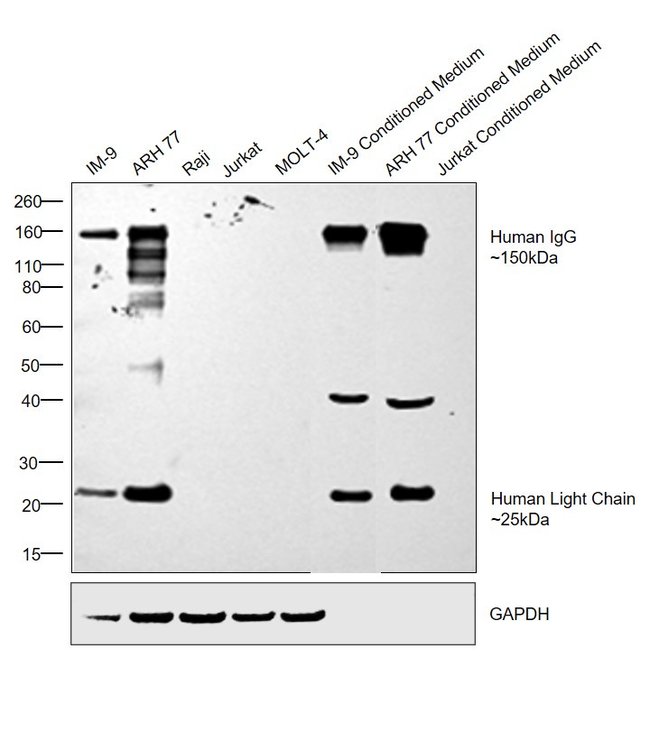 Thermo Fisher Scientific Goat anti-Human IgG (H+L) Secondary Antibody