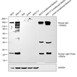 Thermo Fisher Scientific Goat anti-Human IgG (H+L) Secondary Antibody