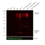 Thermo Fisher Scientific Donkey anti-Human IgG (H+L) Cross-Adsorbed Secondary Antibody, DyLight 755