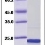 Merck CIRBP/COLD-INDUCIBLERNA-BINDINGPROTEIN,H