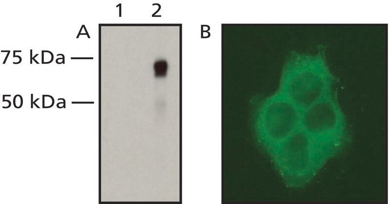 Merck Anti-Raf-1/c-Raf antibody, Mouse monoclonal