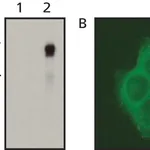 Merck Anti-Raf-1/c-Raf antibody, Mouse monoclonal